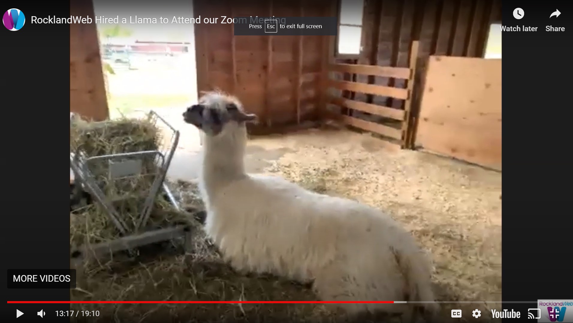 RocklandWeb Hired a Llama to Attend our Zoom Meeting